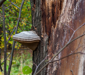 Mushrooms on a tree trunk in the autumn forest