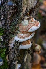 Mushrooms on a tree trunk in the autumn forest