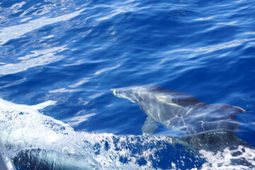 Delfin unter Wasser © Matthias