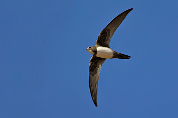 Alpine swift (Apus melba), Greece