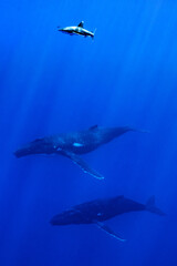 Carcharhinus longimanus shark crusing over two humpback whales early morning in the deep French Polynesia waters