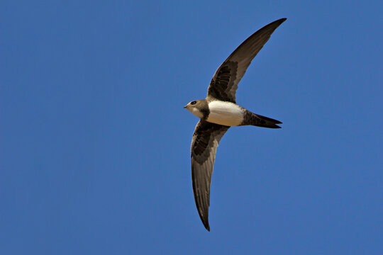 Alpine swift (Apus melba), Greece