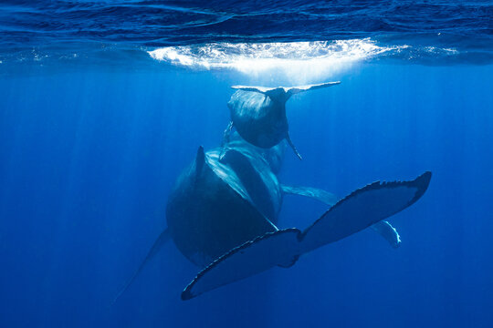 humpback whale mother & calf swimming in deep French Polynesia waters