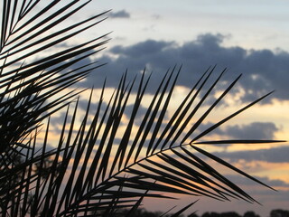 Obraz premium Folha de palmeira ao por do sol / nascer do sol