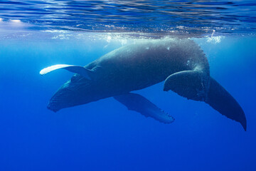 Fototapeta premium calf humpback whale playing at water surface in deep French Polynesia waters