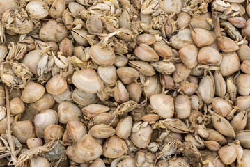 Shells and dead crabs on the shore