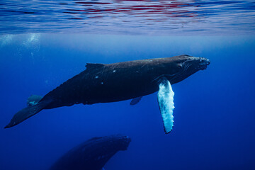 Fototapeta premium calf humpback whale and mother playing at water surface in deep French Polynesia waters
