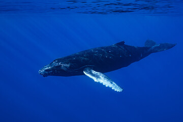 Fototapeta premium calf humpback whale playing at water surface in deep French Polynesia waters
