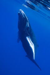 calf humpback whale playing at water surface in deep French Polynesia waters