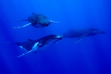 Three humpback whales resting at dawn in french polynesia deep waters - obrazy, fototapety, plakaty