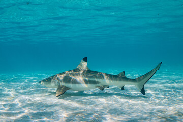 Obraz premium blacktip reef shark swimming in French Polynesia tropical waters over coral reef