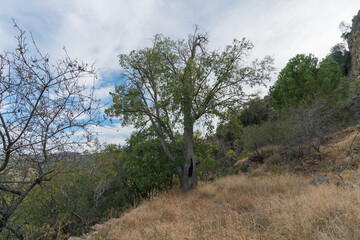 trees on the mountain in southern Spain