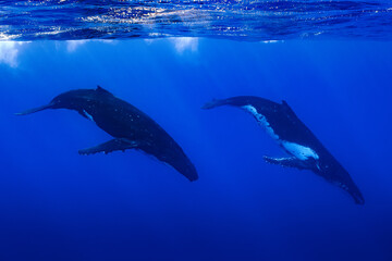 Naklejka premium Two humpback whales resting at dawn in french polynesia deep waters