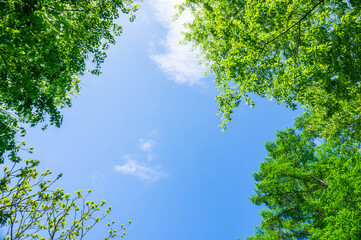 Fototapeta premium 新緑と青空