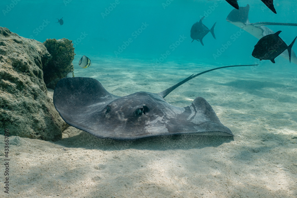 Wall mural sting ray in the shallow water of moorea lagoon in french polynesia