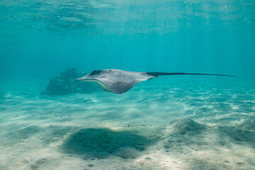 sting ray in the shallow water of Moorea lagoon in French Polynesia