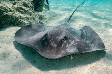 sting ray in the shallow water of Moorea lagoon in French Polynesia