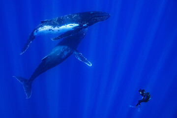 two humpback whales resting at dawn in french polynesia deep waters with a diver filming