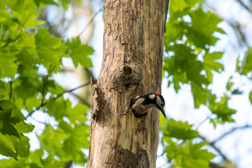 Greater spotted woodpecker on a tree it is nesting in