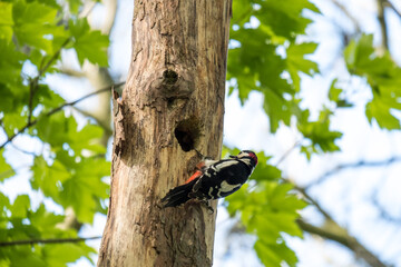 Greater spotted woodpecker on a tree it is nesting in
