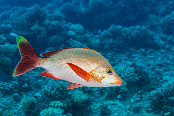 Fototapeta na wymiar humback snapper fish