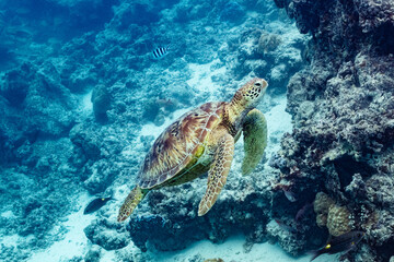 Naklejka na ściany i meble green turtle swimming in Moorea lagoon, French Polynesia