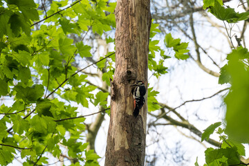 Fototapeta premium Greater spotted woodpecker on a tree it is nesting in