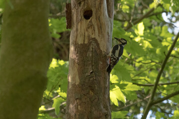 Greater spotted woodpecker on a tree it is nesting in