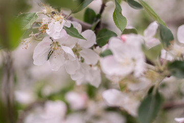Spring apple tree blossom close-up flowers photography