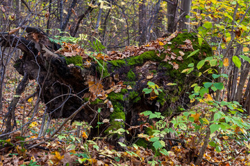 old tree stump in autumn forest