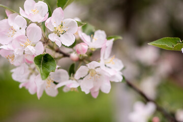Fototapeta na wymiar Spring apple tree blossom close-up flowers photography