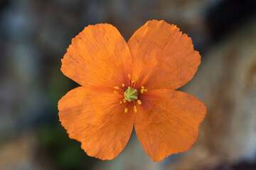 Orange color forest poppy flower, four petals, top view