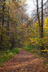 Fototapeta na wymiar pathway in autumn colorful forest