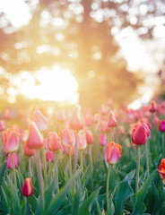 Obraz premium spring tulips