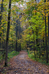 pathway in autumn colorful forest