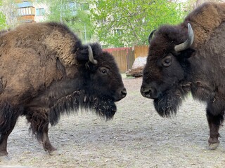 Large buffalo, close-up portrait. A horned buffalo stands behind a fence.