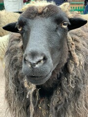 Large sheep, close-up portrait. The sheep looks with plaintive eyes. Pet .