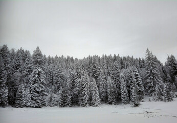 a forest in the mountains covered by snow
