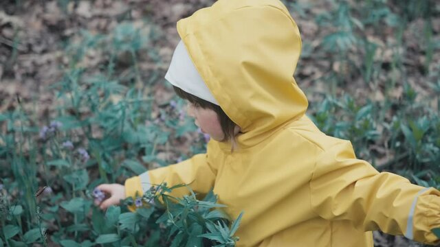 Little girl in a yellow hooded coat collects early spring flowers of Pulmonaria obscura in the woodland. Then the child gets up and gives a bouquet. The concept of a happy childhood and nature walks