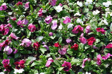 Beautiful flowers grow in a flower bed.  Pansy