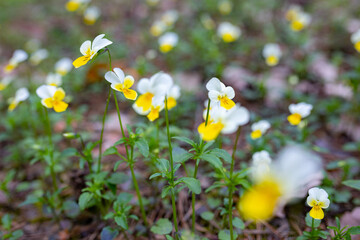 Abundant spring flowering of flowers 