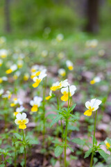 Abundant spring flowering of flowers "Viola arvensis" field violet, known by the common name field pansy.