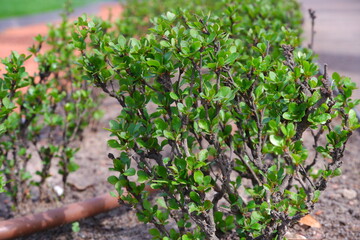 Bush twigs on a blurred background