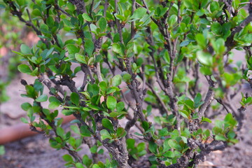 Bush twigs on a blurred background