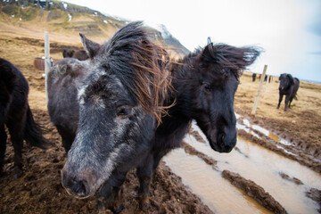 Fototapeta premium Two dark black Icelandic ponies stand close together in the windy cold winter weather with hair blowing in the wind majestic