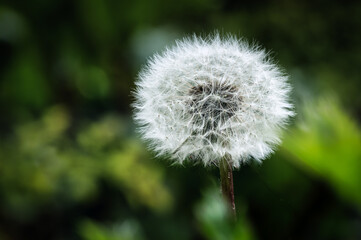 Dandelion seed head