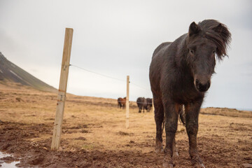 A dark Icelandic horse stands in the wind with his ears alert and a herd of horses in the...