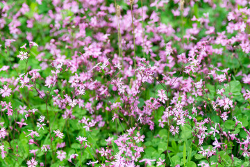 Wildflowers in May in the mountains of Italy. Small purple flowers grow very densely on the slopes of Tuscany.