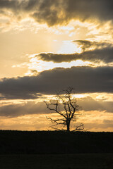 Naklejka premium Dramatic sunset sky with a lone tree