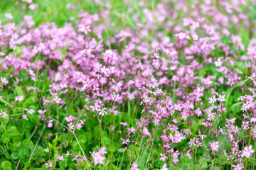 Obraz na płótnie Canvas Wildflowers in May in the mountains of Italy. Small purple flowers grow very densely on the slopes of Tuscany.